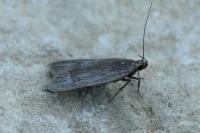 Acompsia cinerella