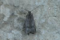 Acompsia cinerella