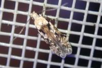 Carpatolechia decorella