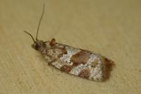 Argyrotaenia ljungiana
