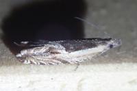 Ancylis apicella