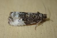 Hedya nubiferana
