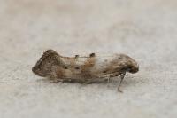 Epermenia insecurella