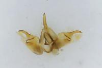 Epermenia insecurella