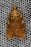 Aleimma loeflingiana