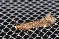 Aproaerema anthyllidella