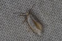 Elachista dispunctella