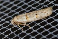 Symmocoides oxybiella