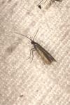 Coleophora