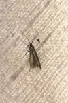 Coleophora