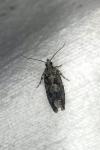Zeiraphera isertana