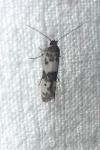 Enolmis acanthella