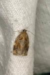 Archips xylosteana
