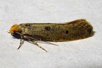 Tinea trinotella