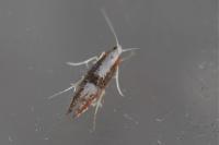 Argyresthia spinosella