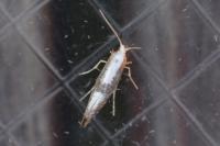 Argyresthia spinosella