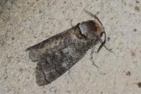 Cossus cossus