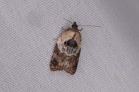 Acleris variegana