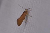 Crassa unitella
