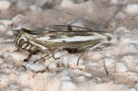 Isophrictis lineatella
