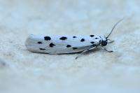 Ethmia dodecea
