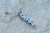 Ethmia dodecea
