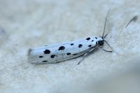 Ethmia dodecea
