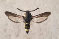 Paranthrene tabaniformis