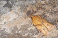 Sparganothis pilleriana