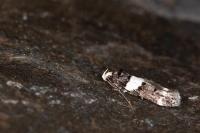 Recurvaria leucatella