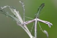 Calyciphora adamas