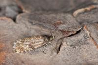 Olethreutes stibiana