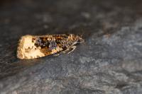 Hedya ochroleucana