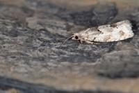 Epinotia bilunana
