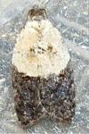Acleris variegana
