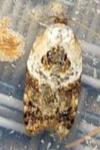 Acleris variegana