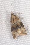 Celypha lacunana