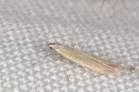 Coleophora
