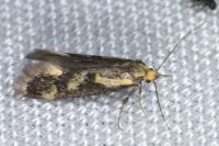 Denisia stipella