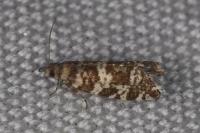 Epinotia tedella