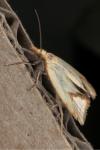 Agapeta hamana