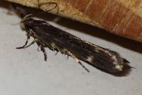 Aroga velocella
