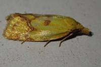 Agapeta hamana