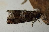 Ancylis achatana