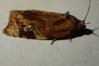 Ditula angustiorana