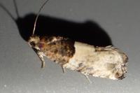 Gypsonoma aceriana