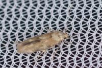 Mompha epilobiella
