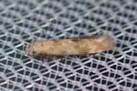 Mompha epilobiella