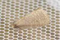Bijugis bombycella