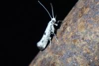 Yponomeuta plumbella